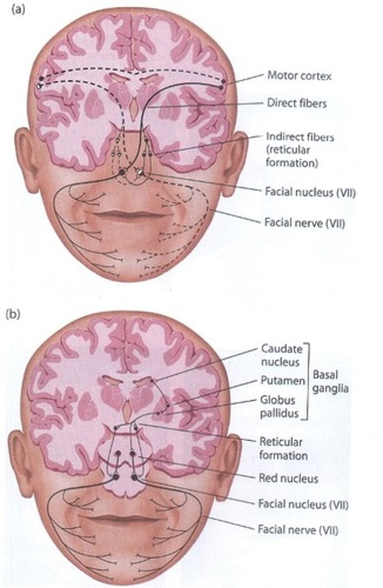<p>Voluntary: <strong>Pyramidal motor system</strong> that includes the motor cortex.</p><p>Involuntary: eg. genuine smile, <strong>extrapyramidal motor system</strong> depending on subcortical areas.</p><p>Brain damage can disrupt either system.</p>