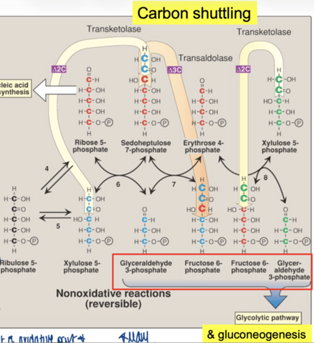 <p>PPP connects to:</p><p>- glycolysis</p><p>- gluconeogenesis</p><p>**feed into this pathways as needed**</p>