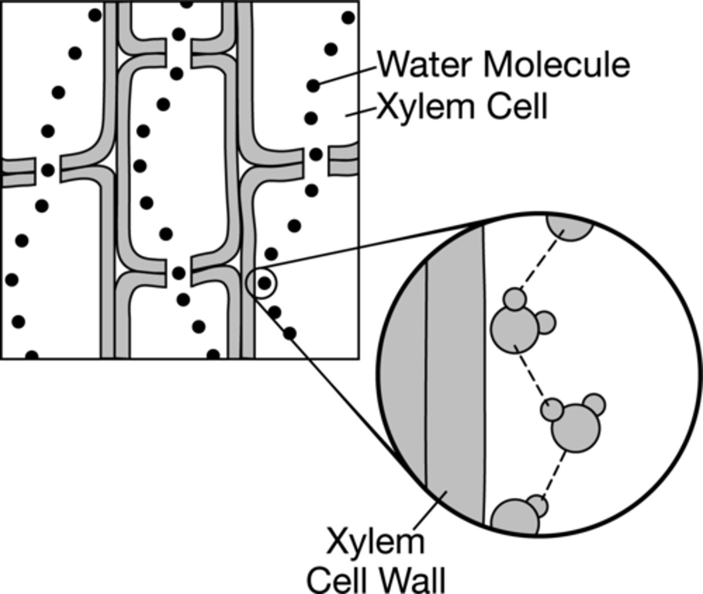 <p>Water and the xylem are both polar. Water</p><p>molecules have the ability to form</p><p>hydrogen bonds with each other and with</p><p>the walls of the xylem</p>