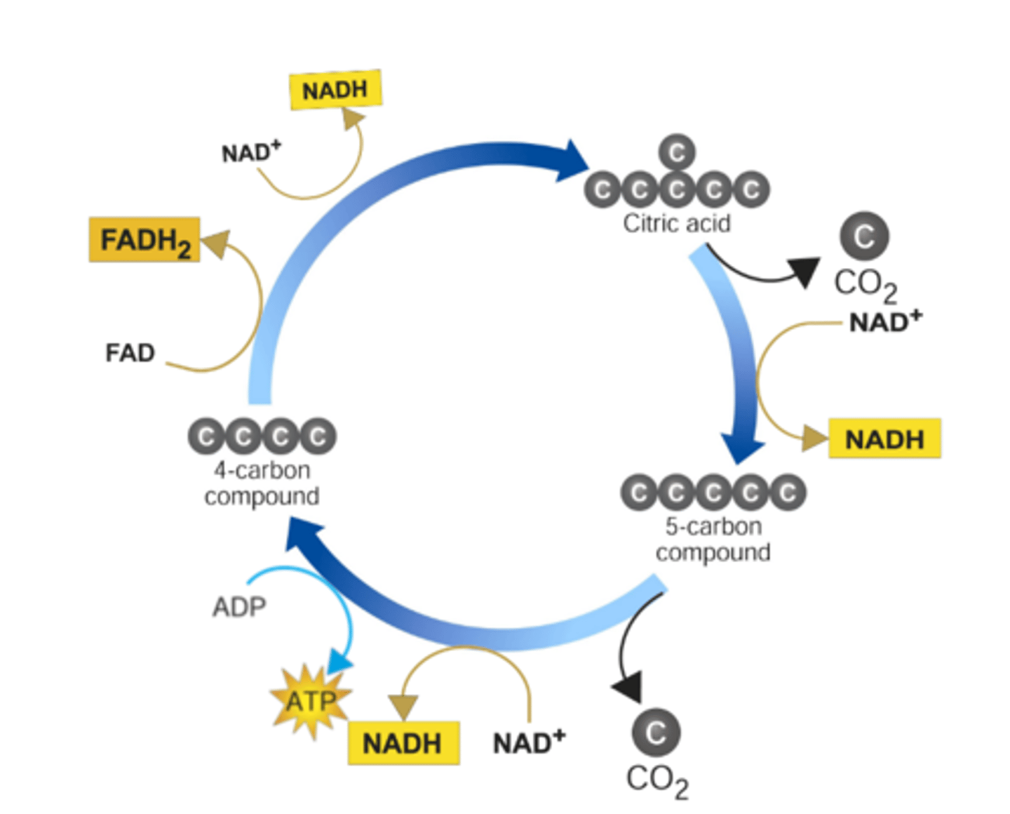 <p>A process in which pyruvic acid is broken down into carbon dioxide in a series of energy-extracting reactions that produces ATP, NADH and FADH2<br>Also known as the citric acid cycle<br>Occurs in the matrix of the mitochondria</p>