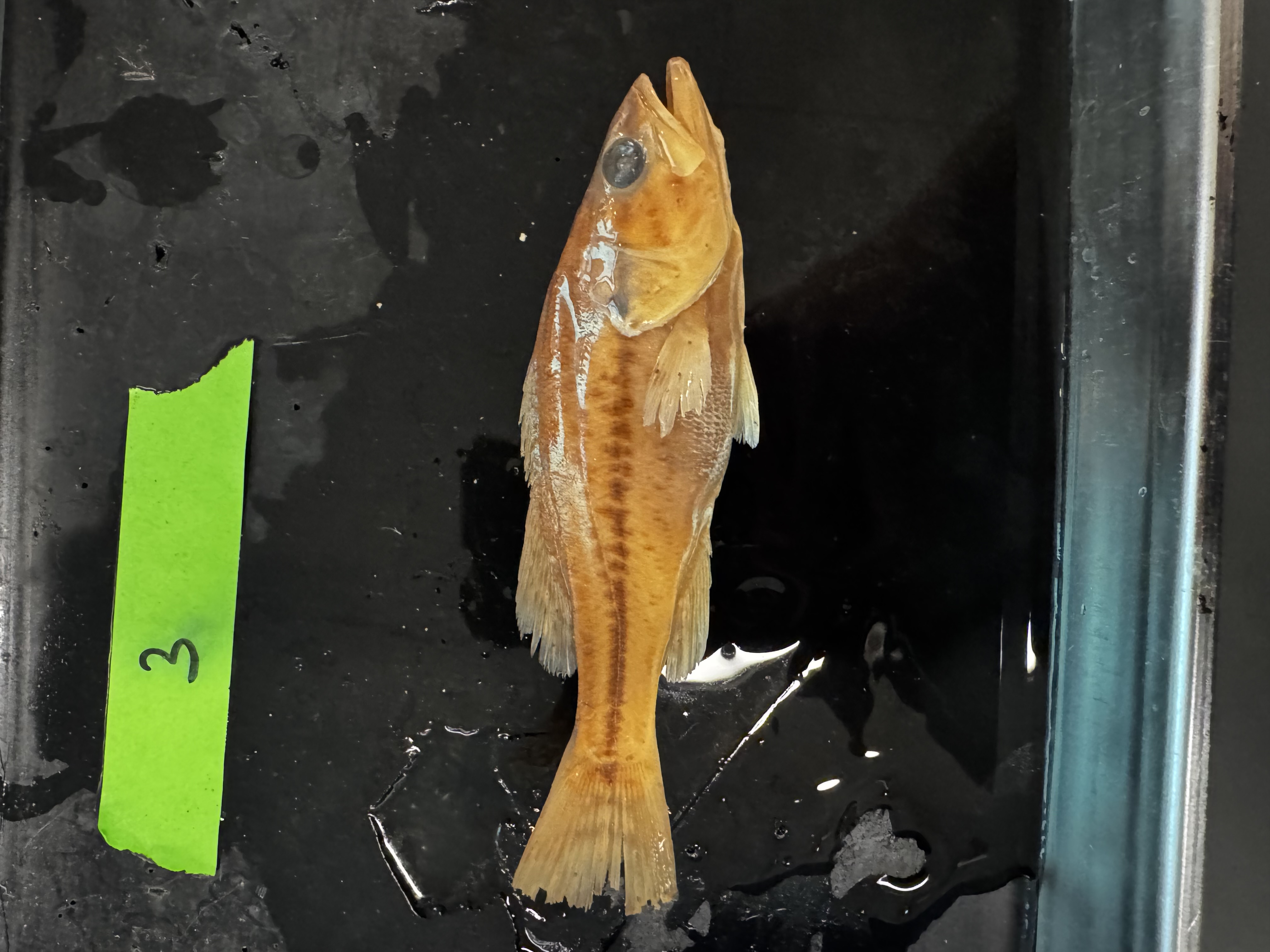 <p>Family:</p><p>Species:</p><p>Scientific:</p>