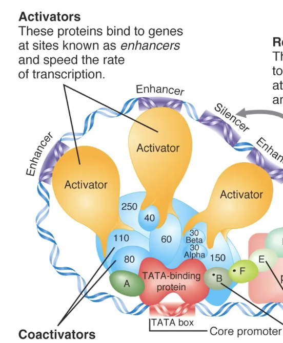 <p>right on proteins that are bound to the promoter (doing so inc rate of transcription by stabilizing their connection to promoter)</p><ul><li><p>able to so so bc dna folds to bring enhancer and promoter close tg</p></li></ul><p></p>