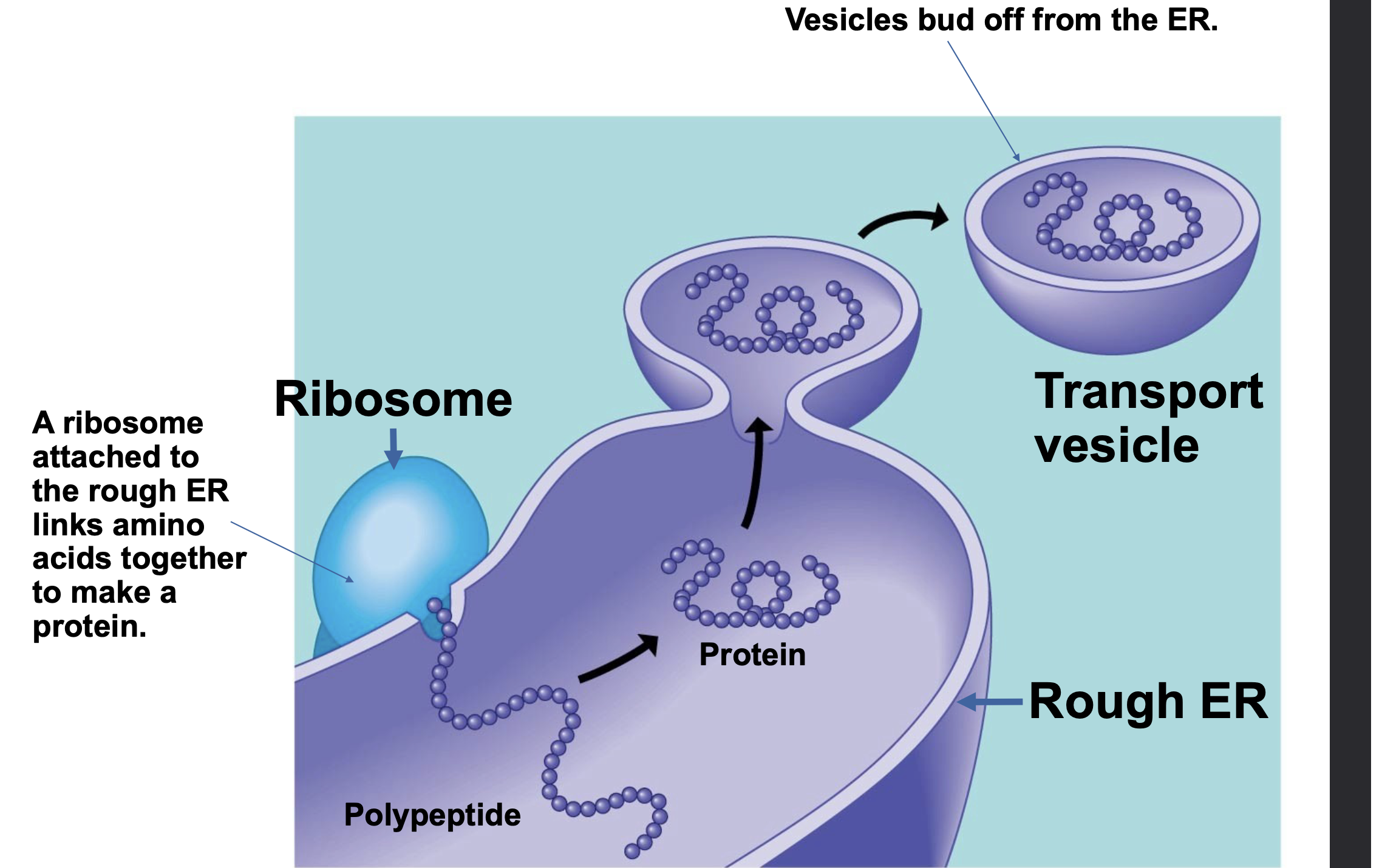 The endomembrane system regulates protein traffic and performs metabolic functions in the cell \n .Proteins synthesized by ribosomes at the rough ER are deposited into the interior of the rough ER. \n .These proteins are then carried by transport vesicles from to the Golgi apparatus, where they are often modified chemically, and then are transported from the Golgi to their final destination in the cell (or secreted) by transport vesicles.