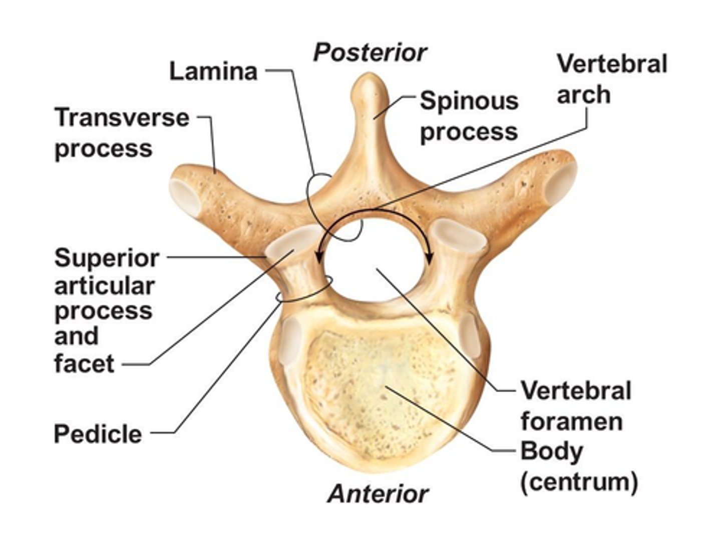 <p>• Junction of Pedicle and Lamina on each side</p><p>• Articulation with ribs in Thoracic region</p>