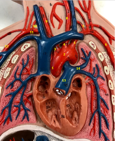 <p>Function of left common carotid artery (8)</p>