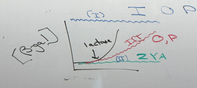 <p>blue: class I mutations. cells always produce b-gal. these mutations land in I, O, P.</p><p>green: class II mutations. no produce of b-gal regardless of lactose concentration. land in Z, Y, A</p><p>red: class III mutations. b-gal production is delayed. found in O and P. simplest example: P is mutated so that RNA pol ii binds too strongly and can’t actually escape the promoter to initiate transcription, so transcriptional rates are lower/slower → delayed effect</p><p>note that these aren’t all necessarily mutually exclusive — there can be mutations in O/P that look like a class II. there can be the super-I mutation that has the same effect as class II. etc</p>