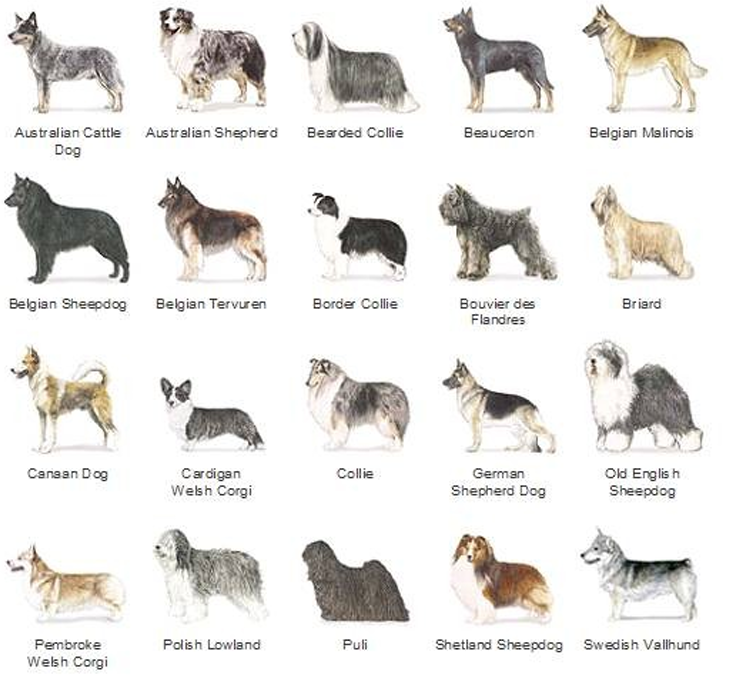 <p>Herding breed group</p>