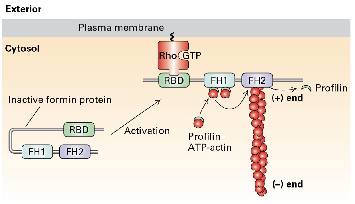 <p>Formin Protein</p>