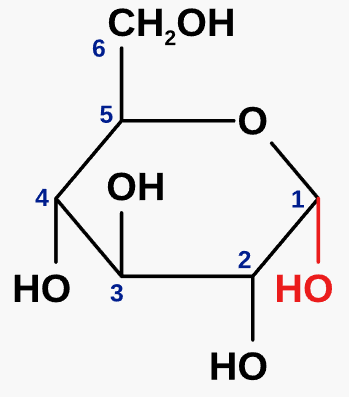 <p>an isomer of glucose</p><p>-OH group is below the carbon ring</p><p>forms polysaccharides e.g. amylose and amylopectin (starch), glycogen</p>