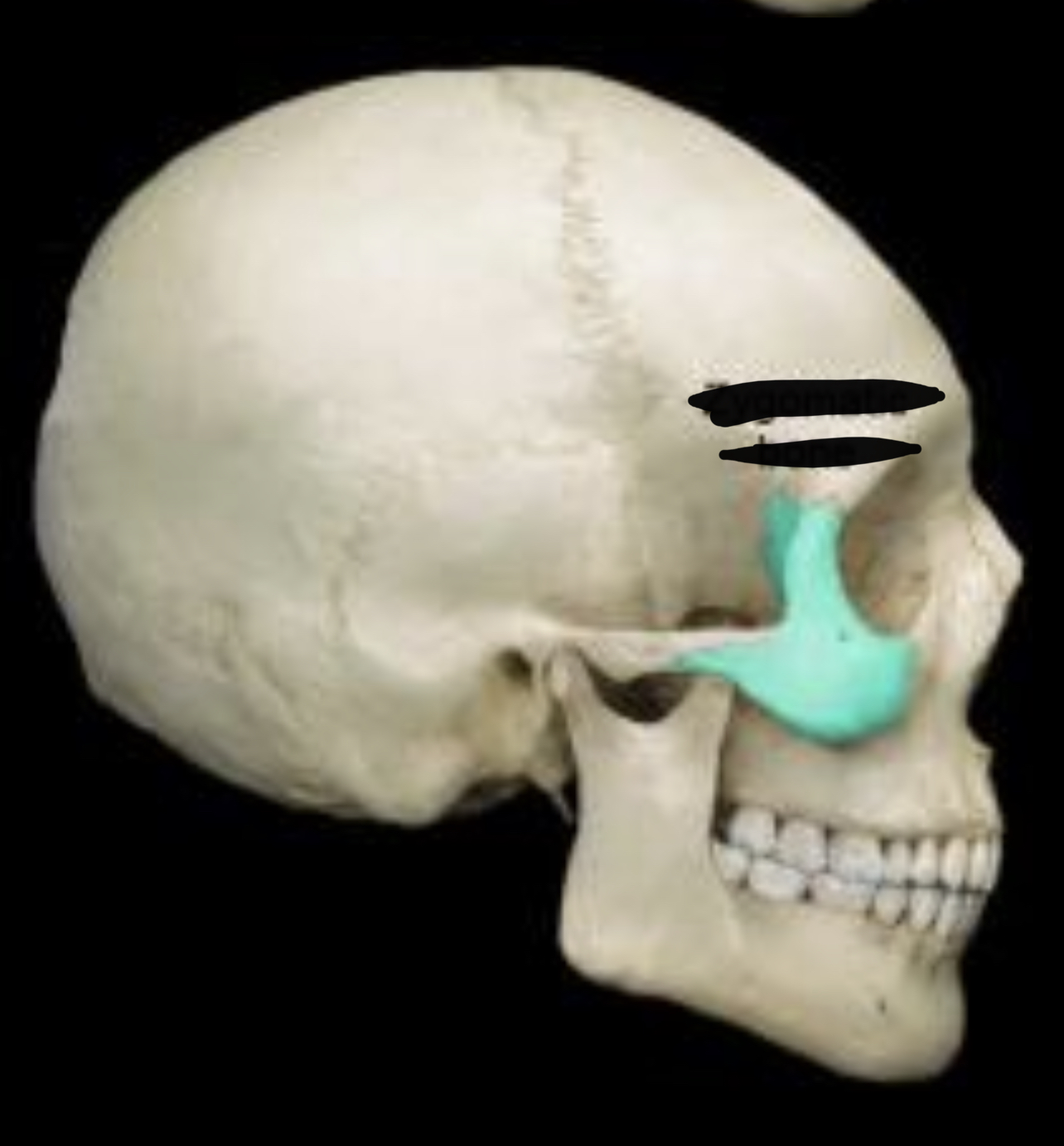 knowt flashcard image