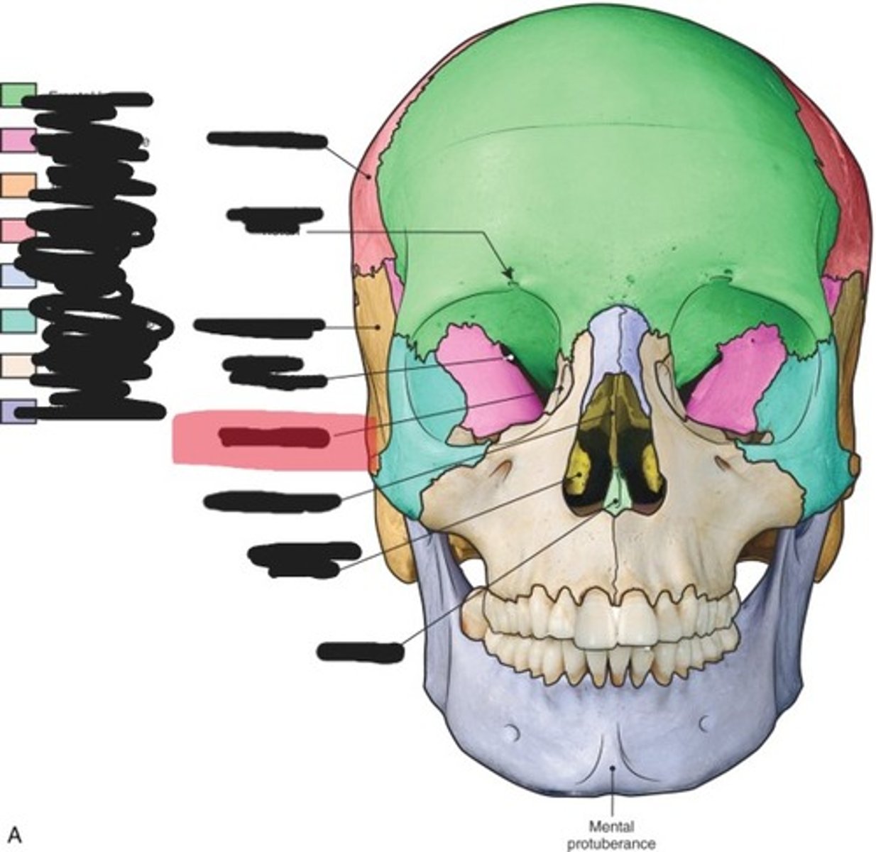<p>Lacrimal bone</p>