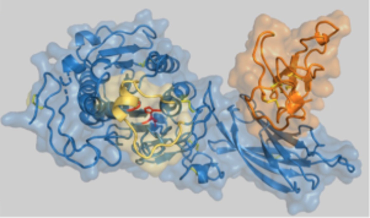 <p>works outside of the cell at the lipid/water interface to break down fats</p><p>And colipase is the cofactor</p>