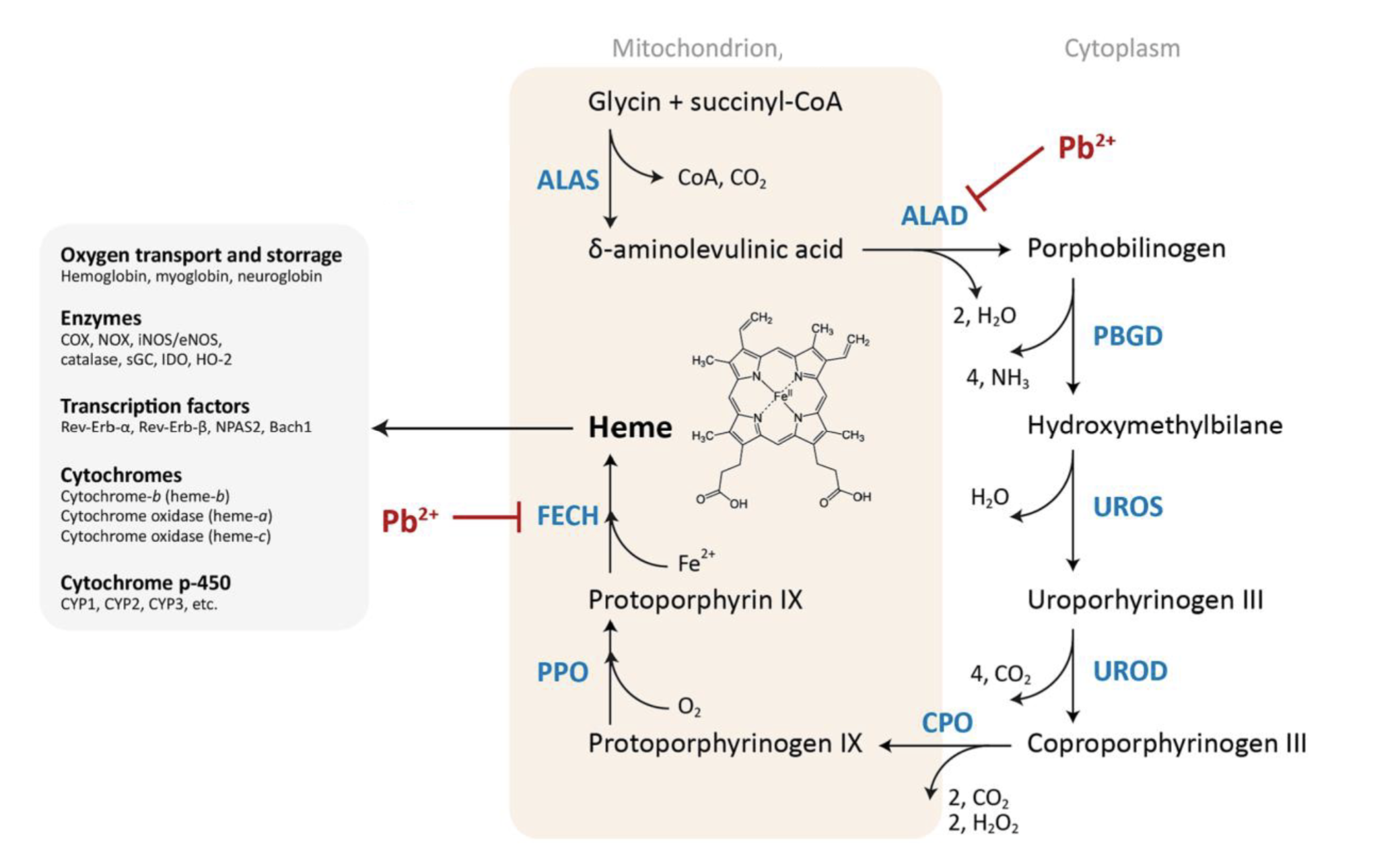 <p>Pb<sup>2+</sup> inhibits ferrochelatase <strong>(FECH)</strong> → involved in last step of heme synthesis, inserting iron into porphyrin ring → inhibition results in buildup of iron in mitochondria</p><p>Also inhibits aminolevulinic acid dehydratase <strong>(ALAD)</strong> → results in build up of delta-aminolevulinic acid in mitochondria, which is toxic</p>