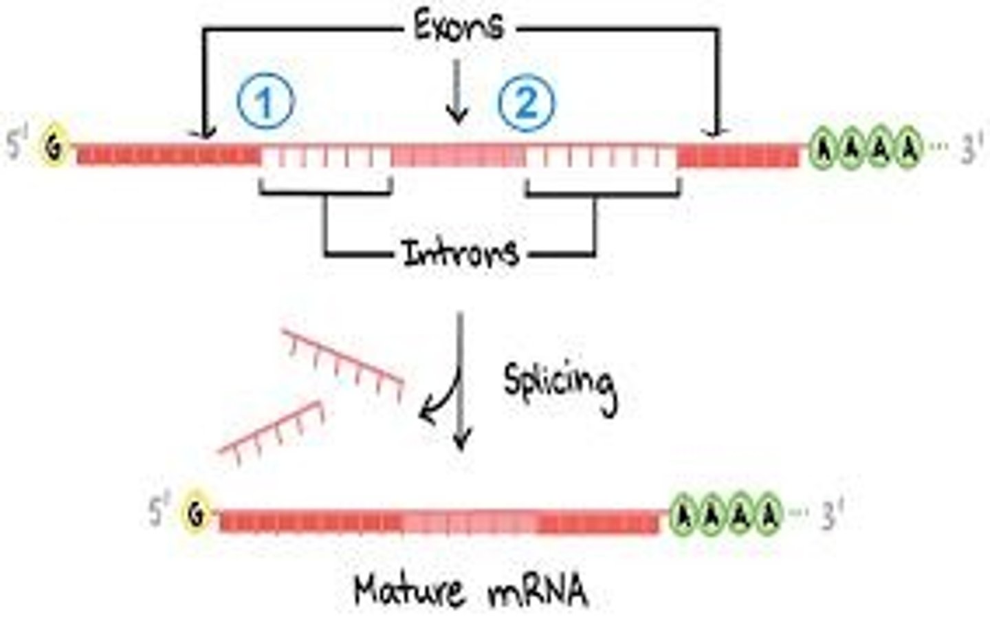 <p>Modifications to RNA before translation.</p>