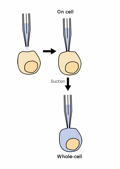 <p>Erwin Neher & Bert Sakmann Nobel Prize 1991</p><p>aan cel vast > cell seal on cell</p><p>buisje whole cell intracellulair! voltage bepaald in de cel</p>