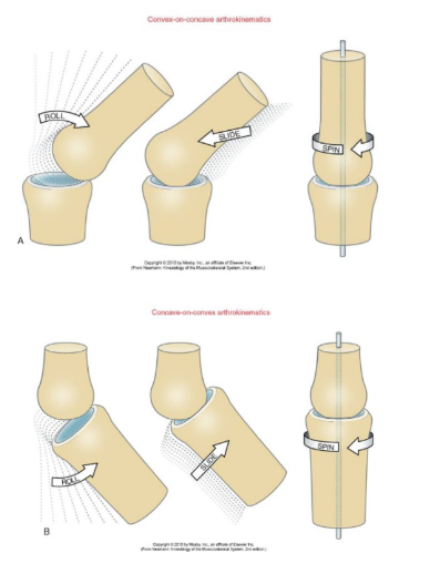 <p>Motion between articular surfaces. Most synovial joints are comprised of one bone with a concave articular surface, and one with a convex articular surface. This helps them to roll, glide, and spin so they don’t dislocate.</p>