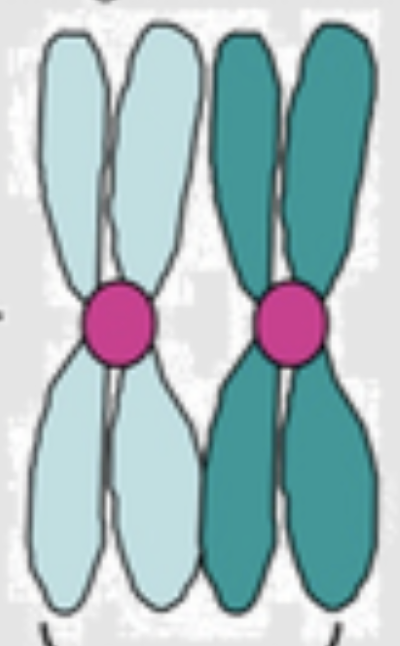 <p>Structure formed by two homologous chromosomes (made up of two sister chromatids each) that come together during Prophase I</p>