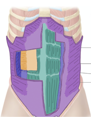 <ul><li><p>Compresses abdominal cavity</p></li><li><p>Flexes, laterally flexes (side bend), and rotates trunk</p></li><li><p>deep to external oblique</p></li></ul><p>**<strong>The dark blue</strong></p>