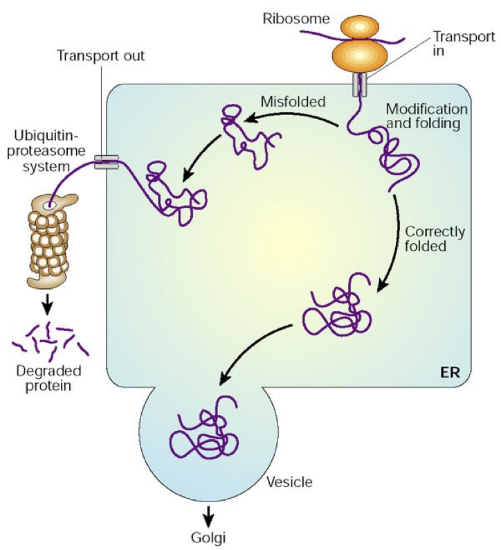 <ul><li><p><strong><u>It is hard to predict a protein’s structure from its primary structure</u></strong></p></li></ul><ul><li><p>Most proteins probably go through <strong><u>several stages</u></strong> on their way to a stable structure</p><ul><li><p>Diseases such as Alzheimer’s, Parkinson’s, and mad cow disease are associated with misfolded proteins</p></li></ul></li></ul><p></p>