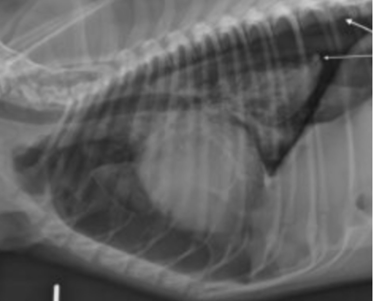 <p>Dog with dyspnea and radiograph shows heart lifted dorsally- what has caused this?</p><p>Use this image with this question "Rocky', a 4-year-old Gordon Setter, is presented with a rapid onset of dyspnea. Lung sounds are decreased. The owner is not much help but says "Rocky' was fine yesterday. Only one radiographic view is available, because the patient is distressed. What is your diagnosis based on this lateral radiograph?</p>