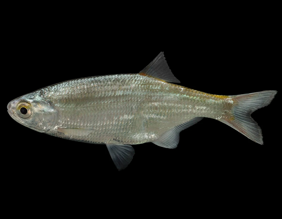 <p>Order Hiodontiformes</p>