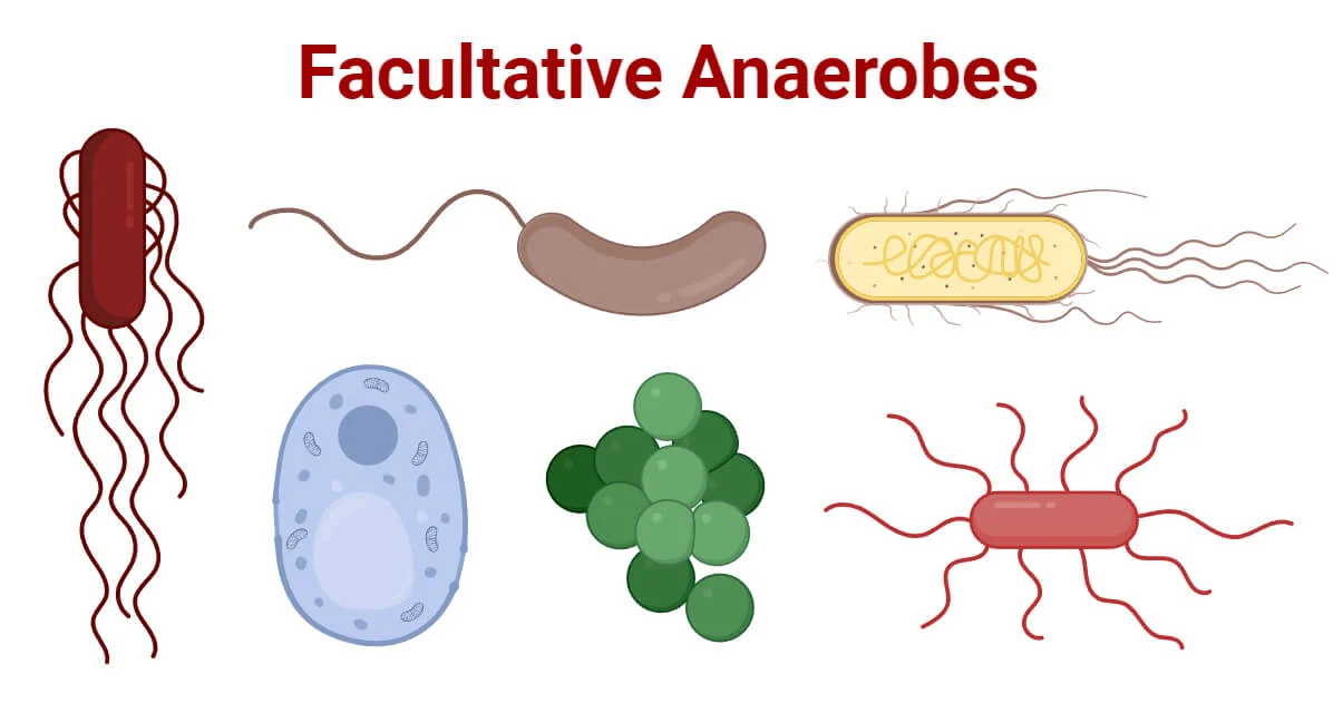 <p>facultative anaerobes</p>
