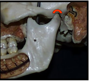 <ul><li><p><span>Concave depressed are of the temporal bone. </span></p></li><li><p><span>The mandibular condyle rests in this when the teeth are in maximum intercuspation or clenched together.</span></p></li></ul><p></p>