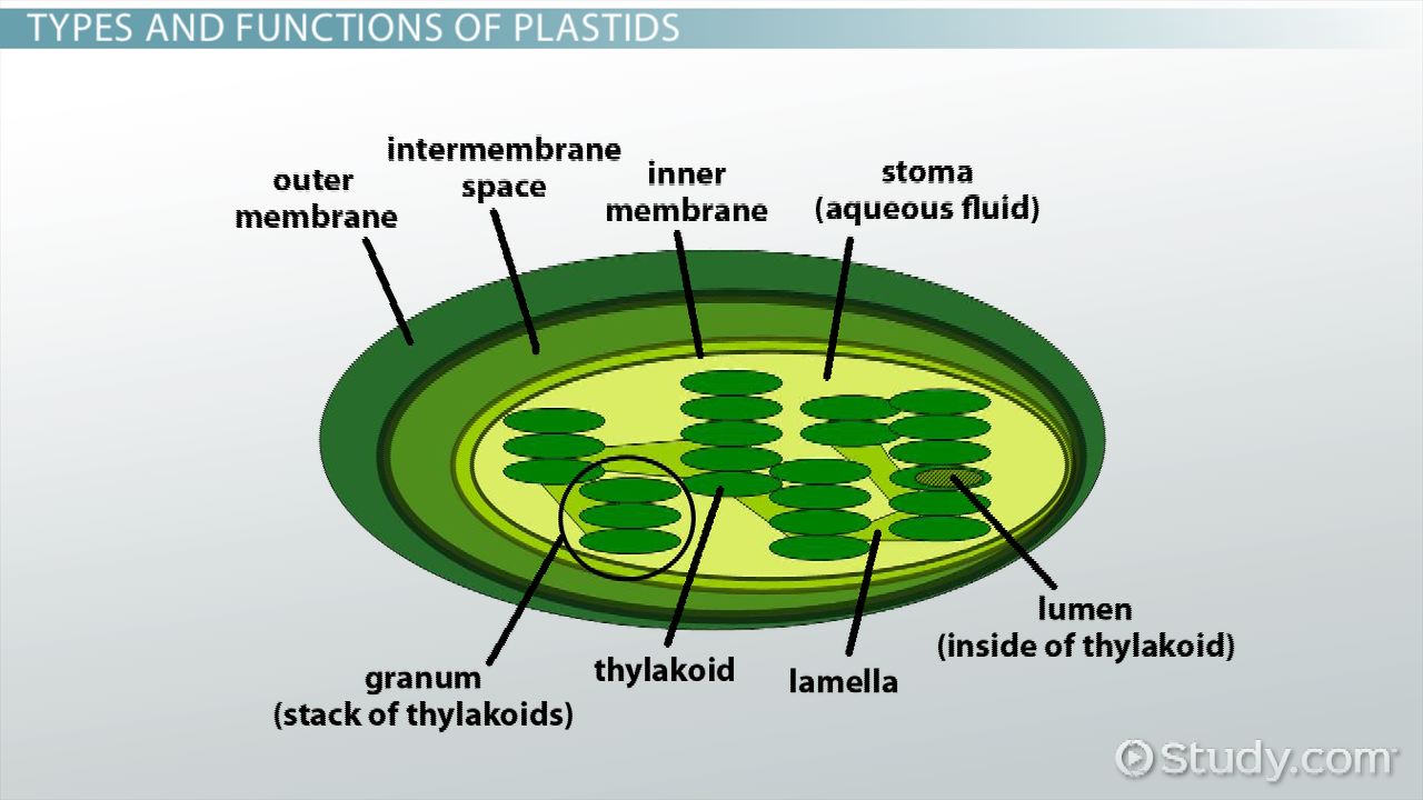 <p>Plastids</p>