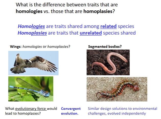 <ul><li><p>Homo<u>logies</u> are traits shared among <u>related </u>species</p></li><li><p>Homo<u>plasies</u> are traits that <u>unrelated </u>species shared (Ex. wings in birds and flies drawn by convergent evolution)</p></li></ul><p></p>