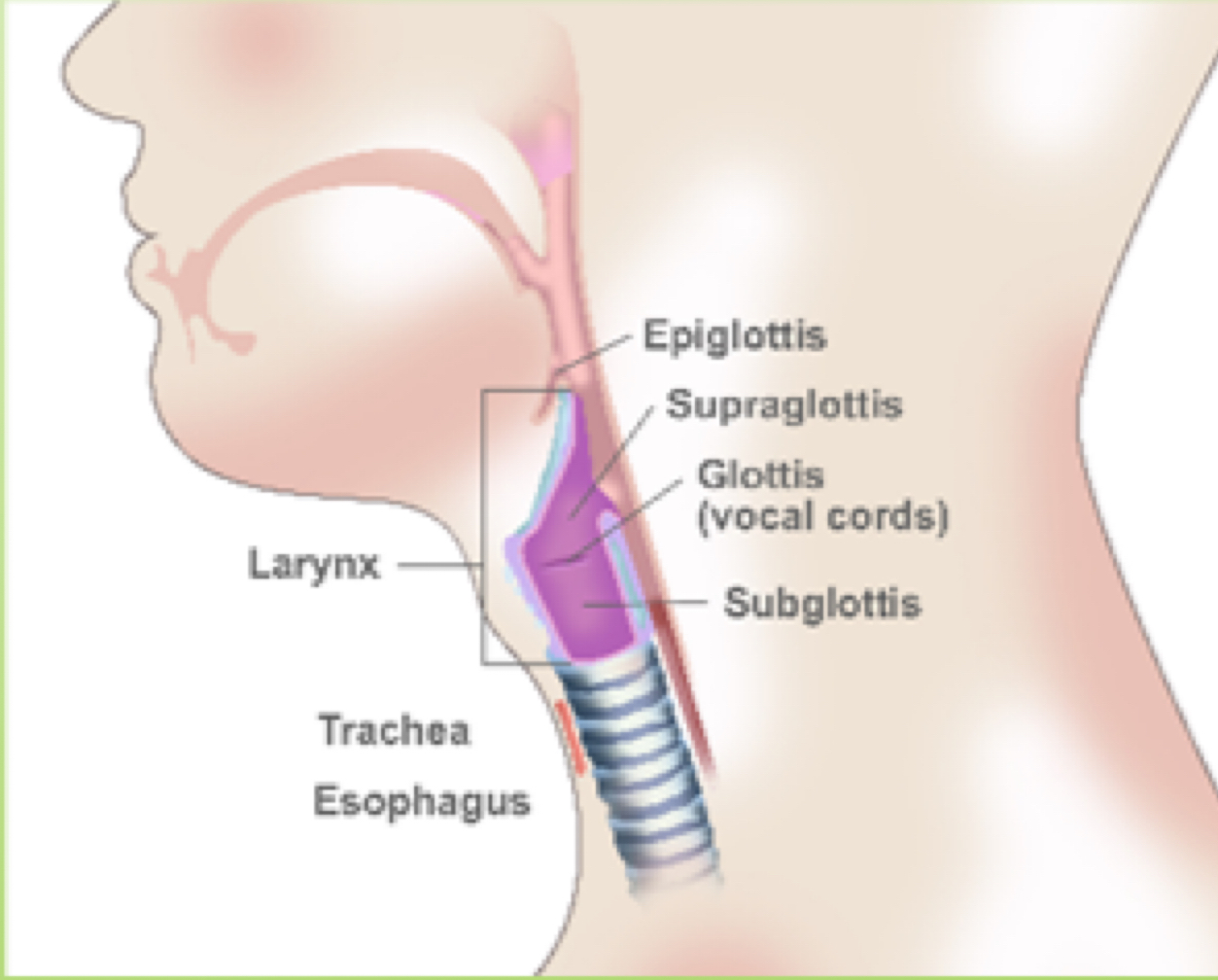 <p>Between trachea and pharynx contains VF (voice box)</p>