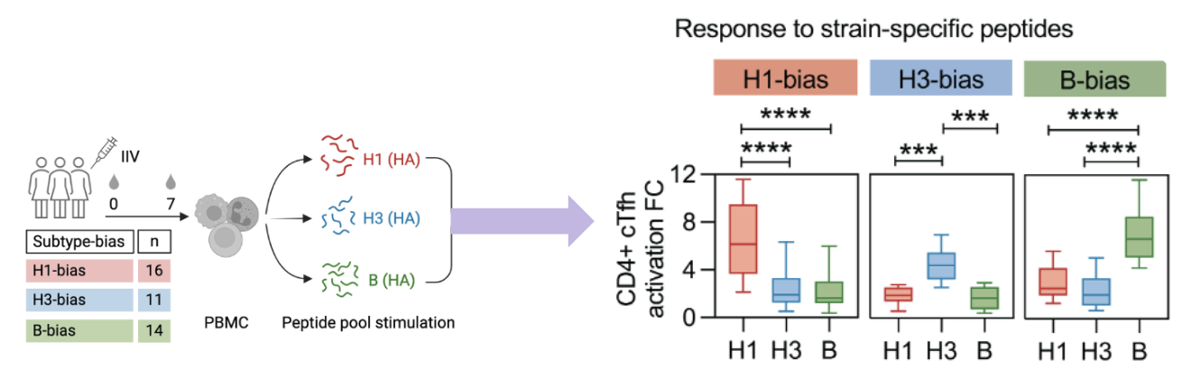 <p>grouped people by bias (peopled with stronger Ab to certain subtype). they then isolated peripheral T cells and stimulated them with peptide pools for each subtype, and found that there was a corresponding T cell bias to the same peptide as the antibody peptide. This could indicate that the T cell bias drives the Ab bias</p>