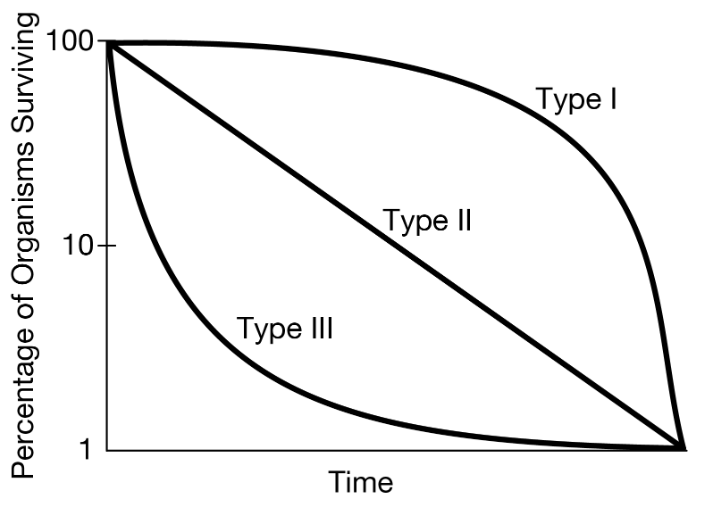 <p>Scientists determined that a species of a reptile dinosaur cohort had 20% survivorship during the first two years of life, but then the survivorship of those individuals that survived to age 2 had a 70% survivorship to middle age. Survivorship declined later in life. Which of the following best illustrates the shape of the survivorship curve for this species?</p>