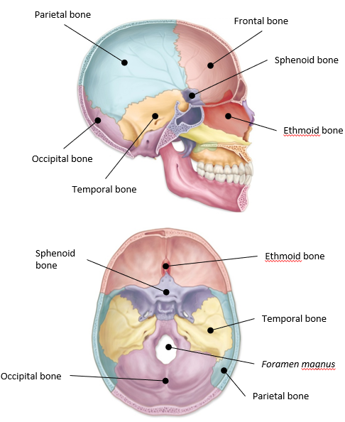 <p>-makes up the floor or interior portion of the skull</p><p>-Foramen magnus: where spinal cord exits the cranium</p>