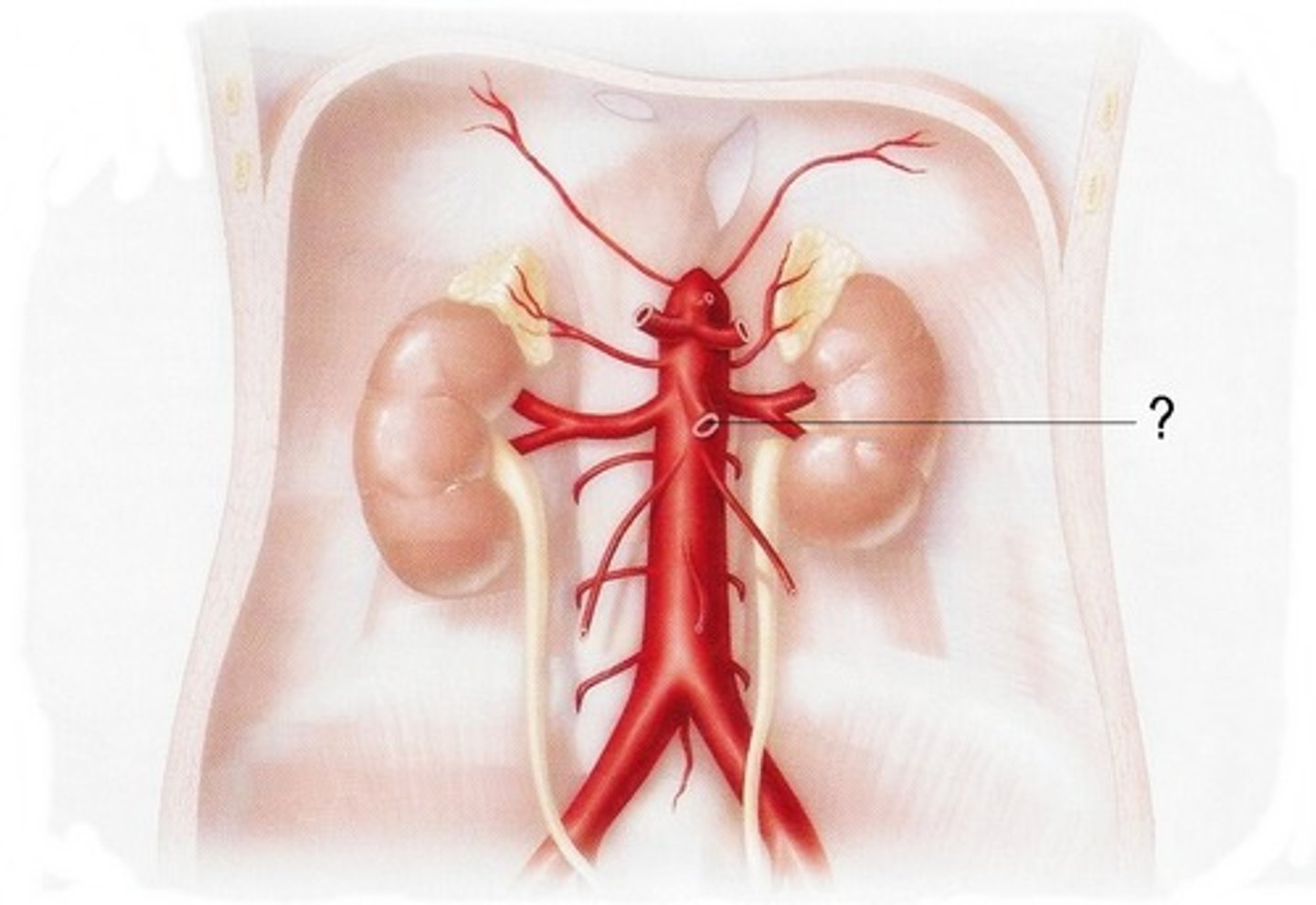 <p>(ĐM mạc treo tràng dướiThe ______ come off the surface of the abdominal aorta and it transfers the blood supply of the intestines.</p>