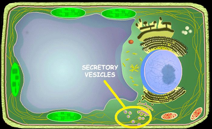 <p>Secretory Vesicles</p>