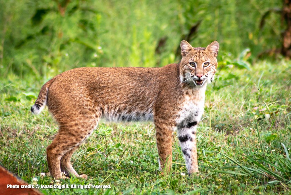 <ul><li><p>bobcat</p></li><li><p>smaller</p></li><li><p>tan</p></li><li><p>white under black tail tip</p></li></ul><p></p>