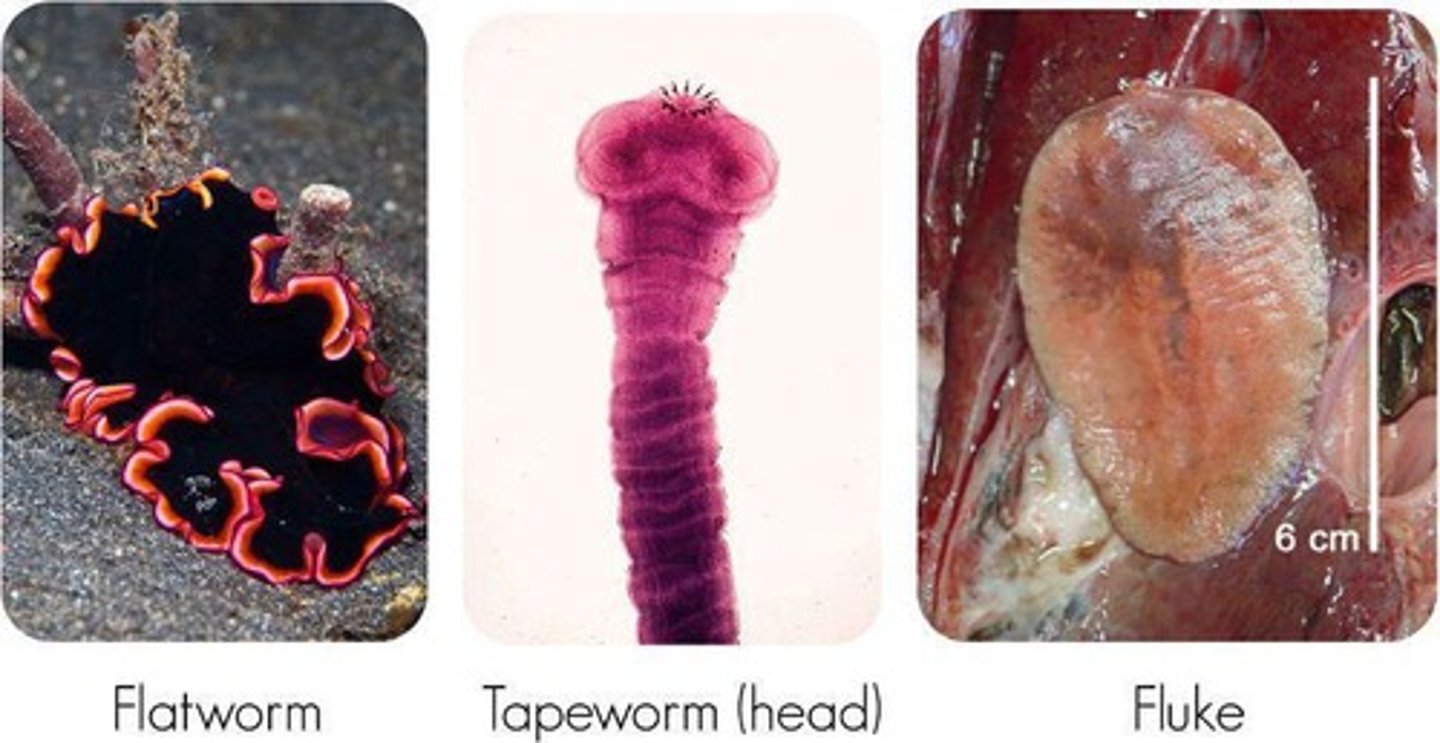 <p>Planaria and tapeworms </p>