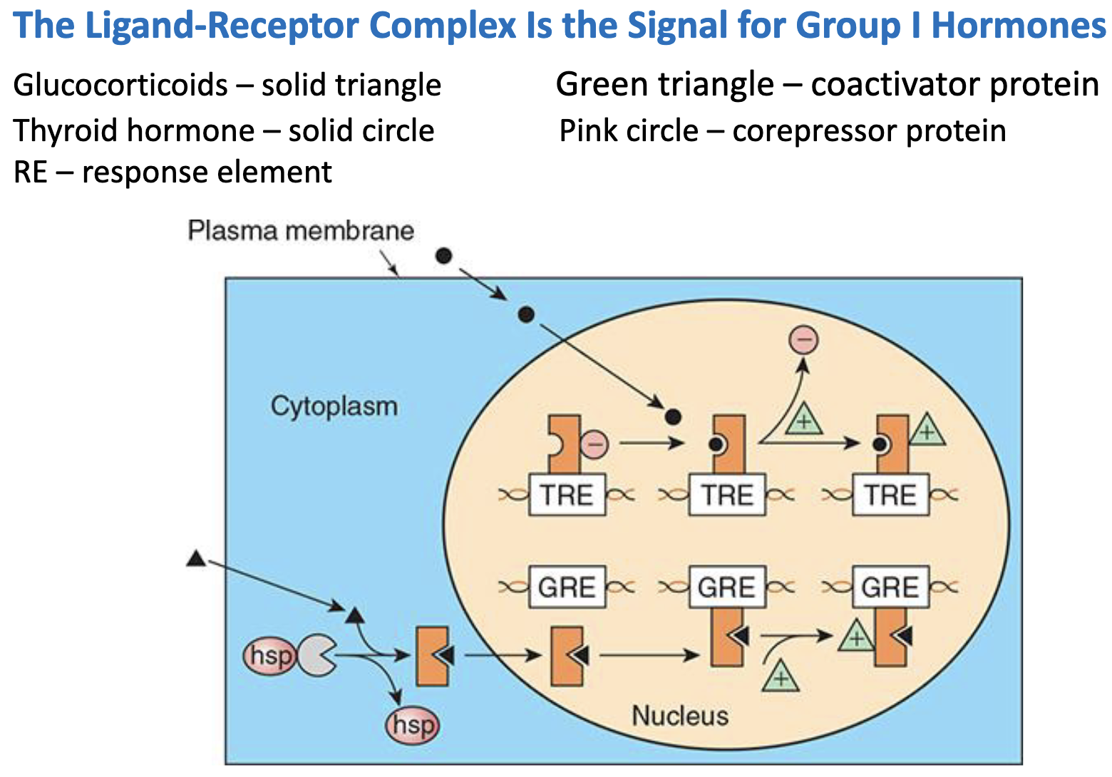 <p><span>_________ hormones binding to Receptors in ___ → Release of __________ → ______________</span></p><p><span>Receptors bound to ___</span></p>