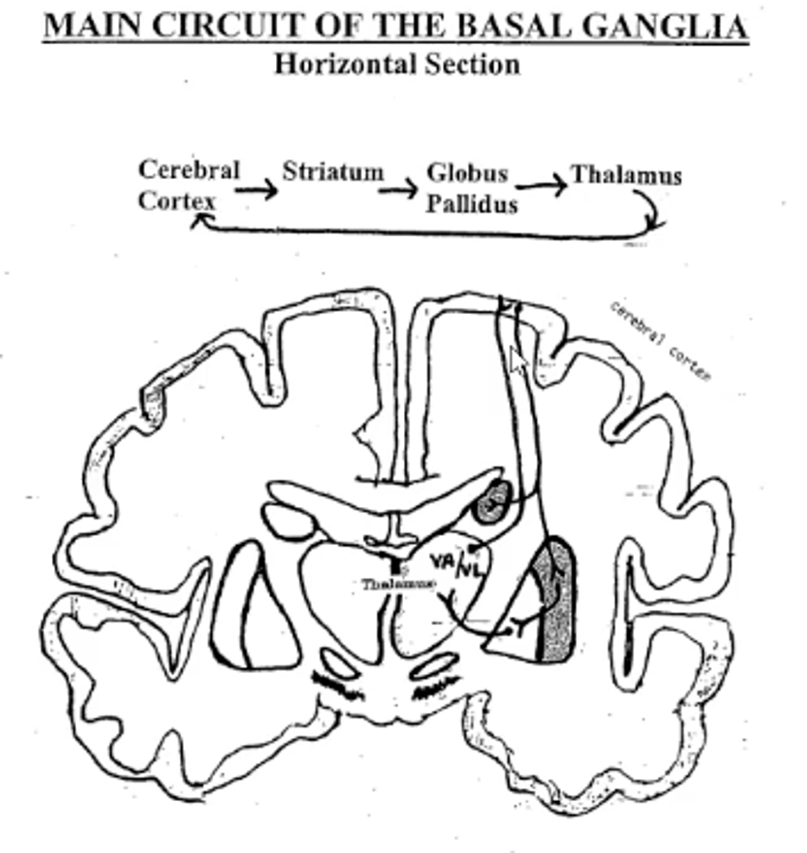 <p>Cerebral cortex --></p><p>Striatum --></p><p>Globus pallidus --></p><p>Thalamus --></p><p>Cerebral cortex</p>
