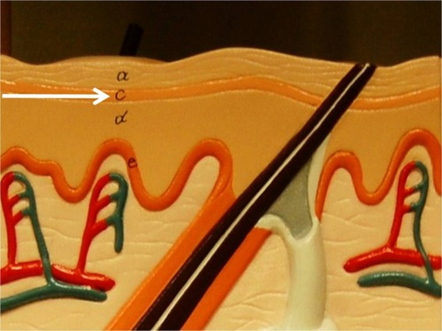 <p>a layer of the epidermis that marks the transition between the deeper, metabolically active strata and the dead cells of the more superficial strata</p>