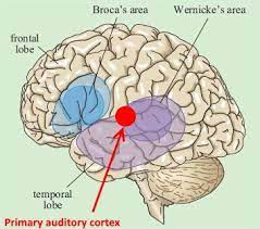 <p>-L: in the frontal lobe</p><p>-F: main site of auditory perception and processing</p>