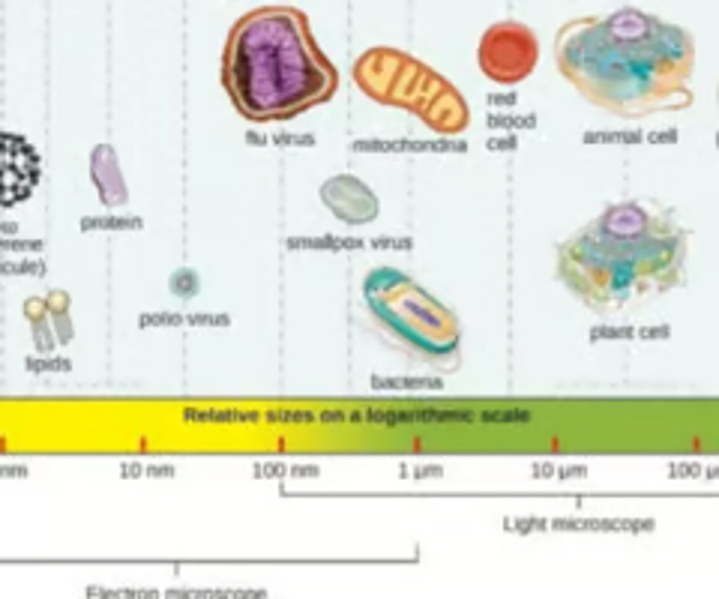 <p>Lipid→ virus→ bacteria→ yeast→ red blood cell</p>