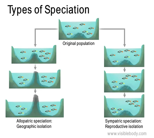 <p>Speciation</p>