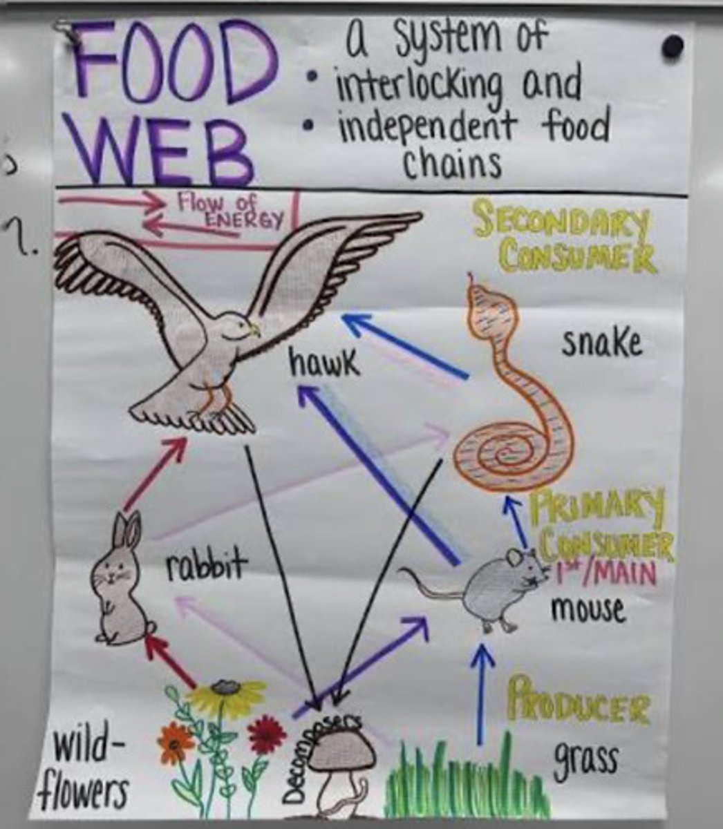 <p>how energy is transferred in an entire ecosystem</p>