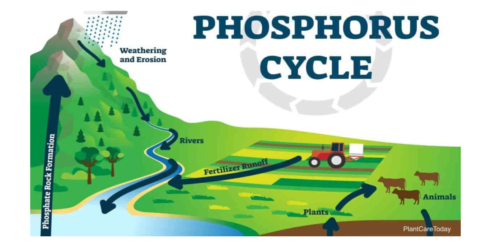 <p>Phosphorus cycle</p>