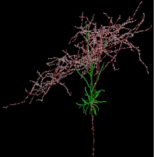 <p>what is this an image of, list different structural components </p>