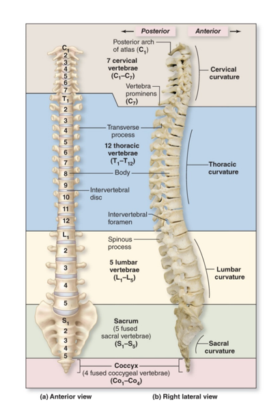 <p>-4 divisions &amp; 4 curvatures *Cervical *Thoracic *Lumbar *Sacral *Coccygeal</p><p>(letter designates the type of vertebrae and a subscripted number its position)</p>