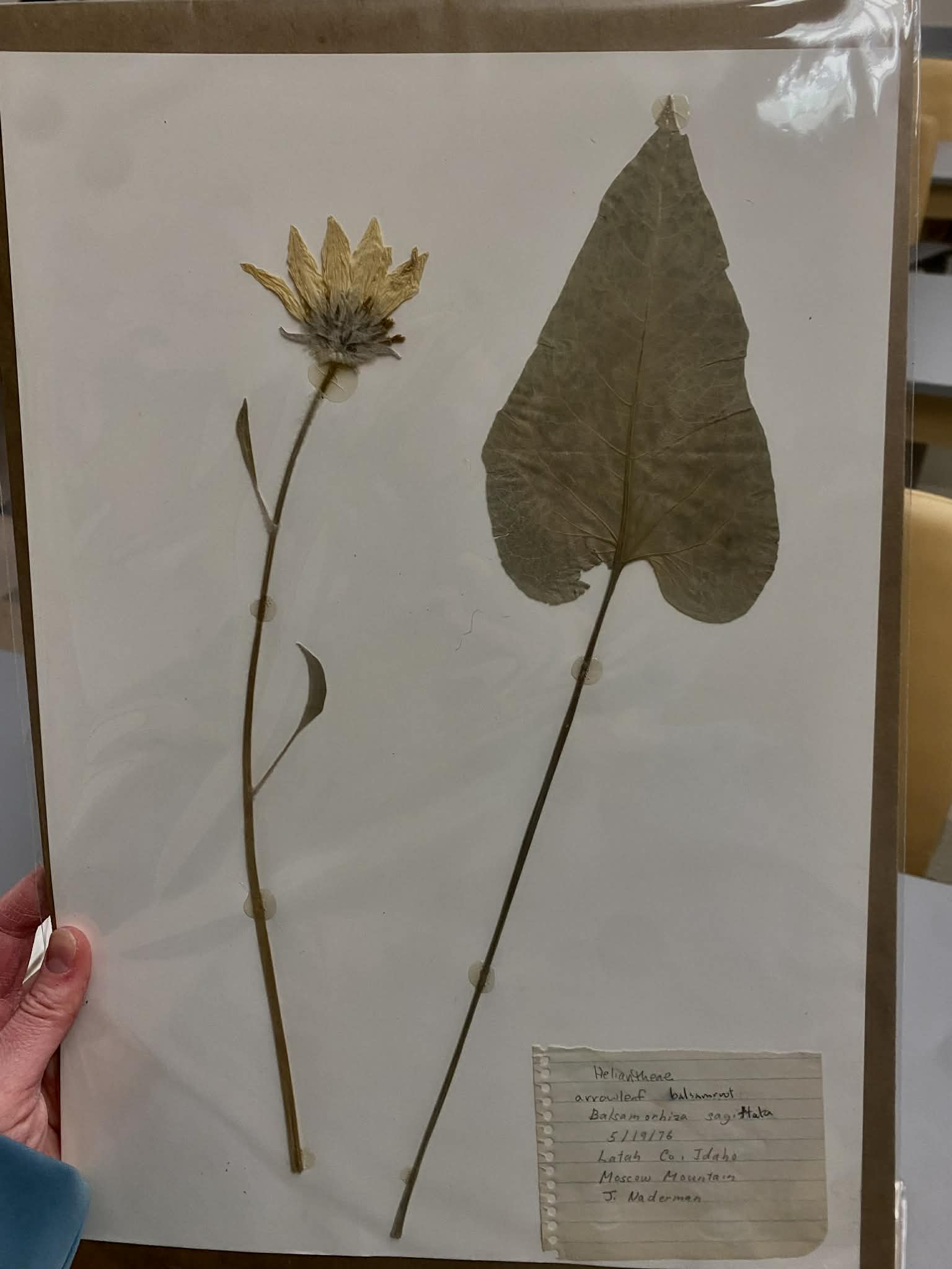 <p>Heliantheae, P, N, Balsamorhiza sagittata, Arrowleaf Balsamroot</p>