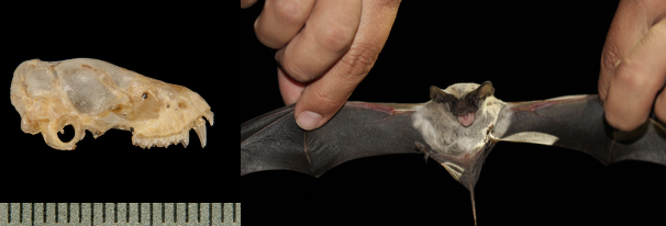 <p>Brazilian free-tailed bat</p>