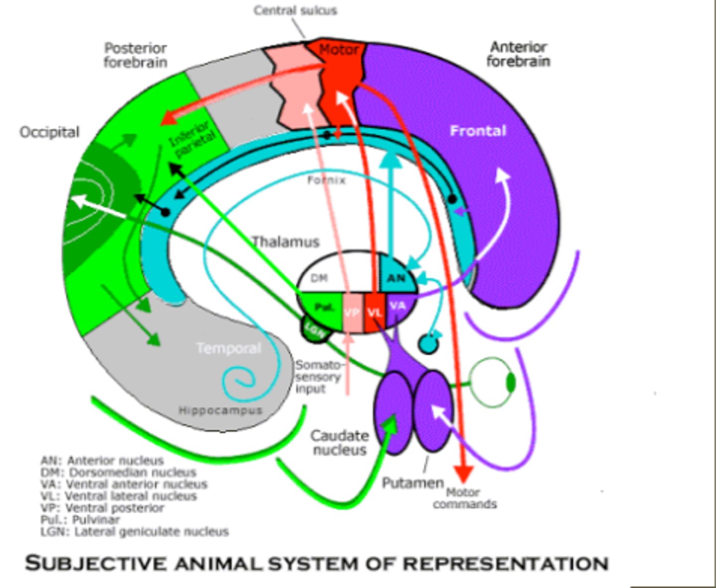 <p>act as a pipeline through which information can flow to the cerebral cortex while deciding which information should reach the cerebral cortex accurately for further processing</p>